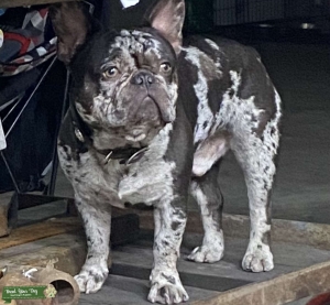 AKC French Bulldog Stud  Listing Image