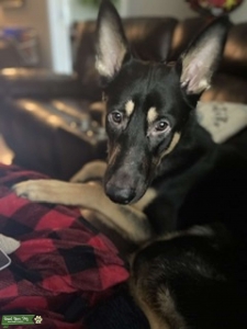 GSD stud service “Zeke The Day” Listing Image