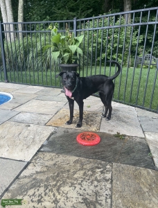 Black Lab/Pit Mix Listing Image