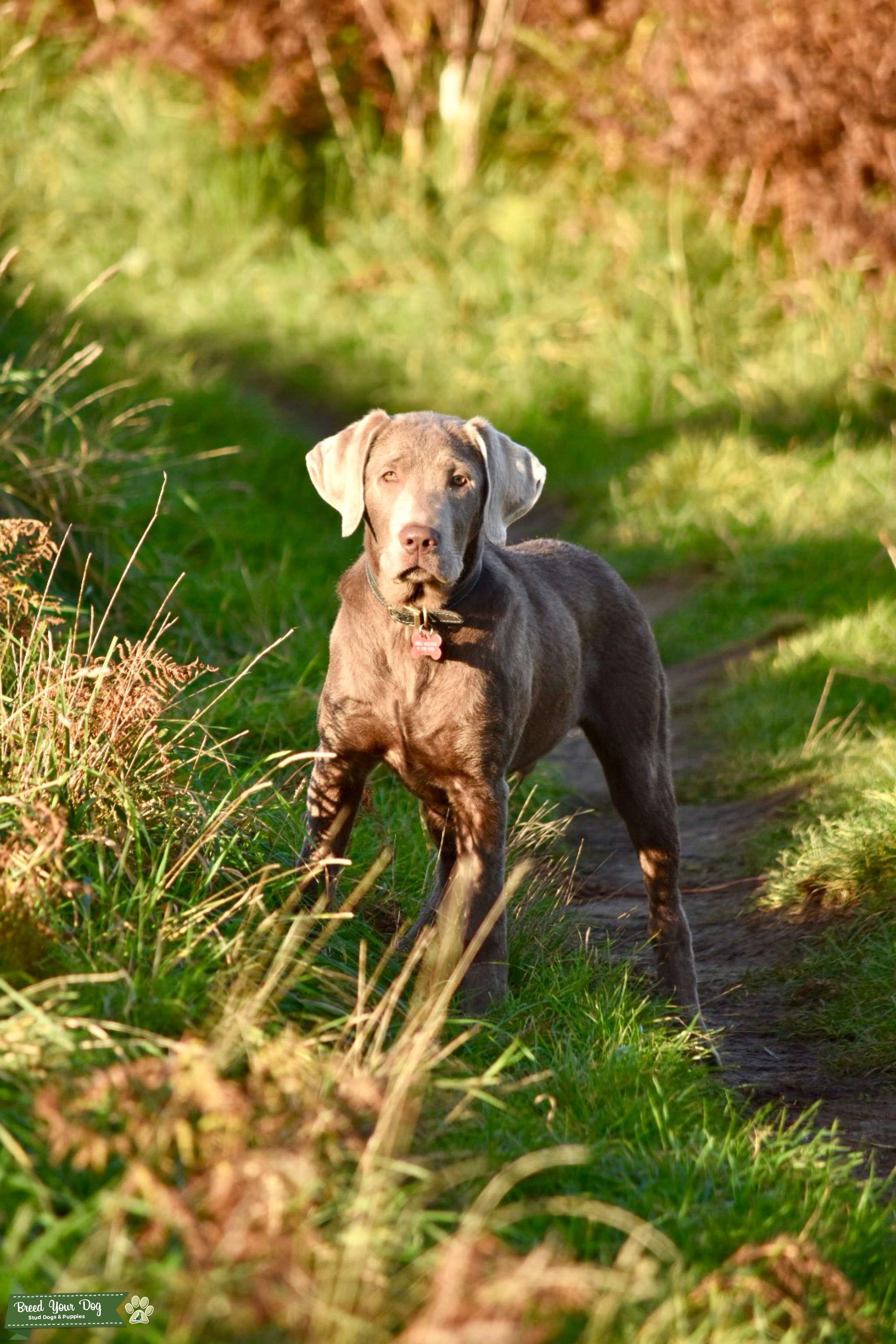 Silver Labrador Stud Dog in South Yorkshire , the United States Breed Your Dog
