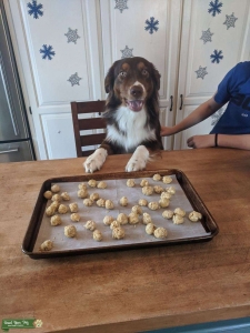 Australian Shepard stud  Listing Image