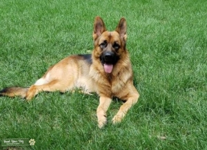 Handsome Brown/Tan GSD Listing Image