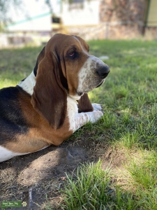 Basset Hound Stud Listing Image