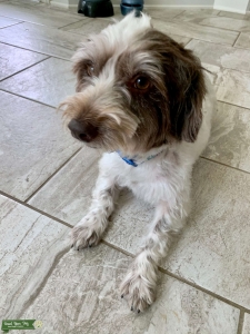 Sweet, playful maltipoo looking for a mate Listing Image
