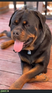 Rottweiler  Listing Image
