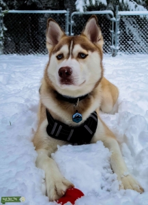 Siberian Husky Stud Listing Image