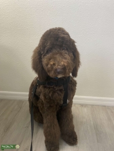 Standard - Moyen poodle stud Listing Image