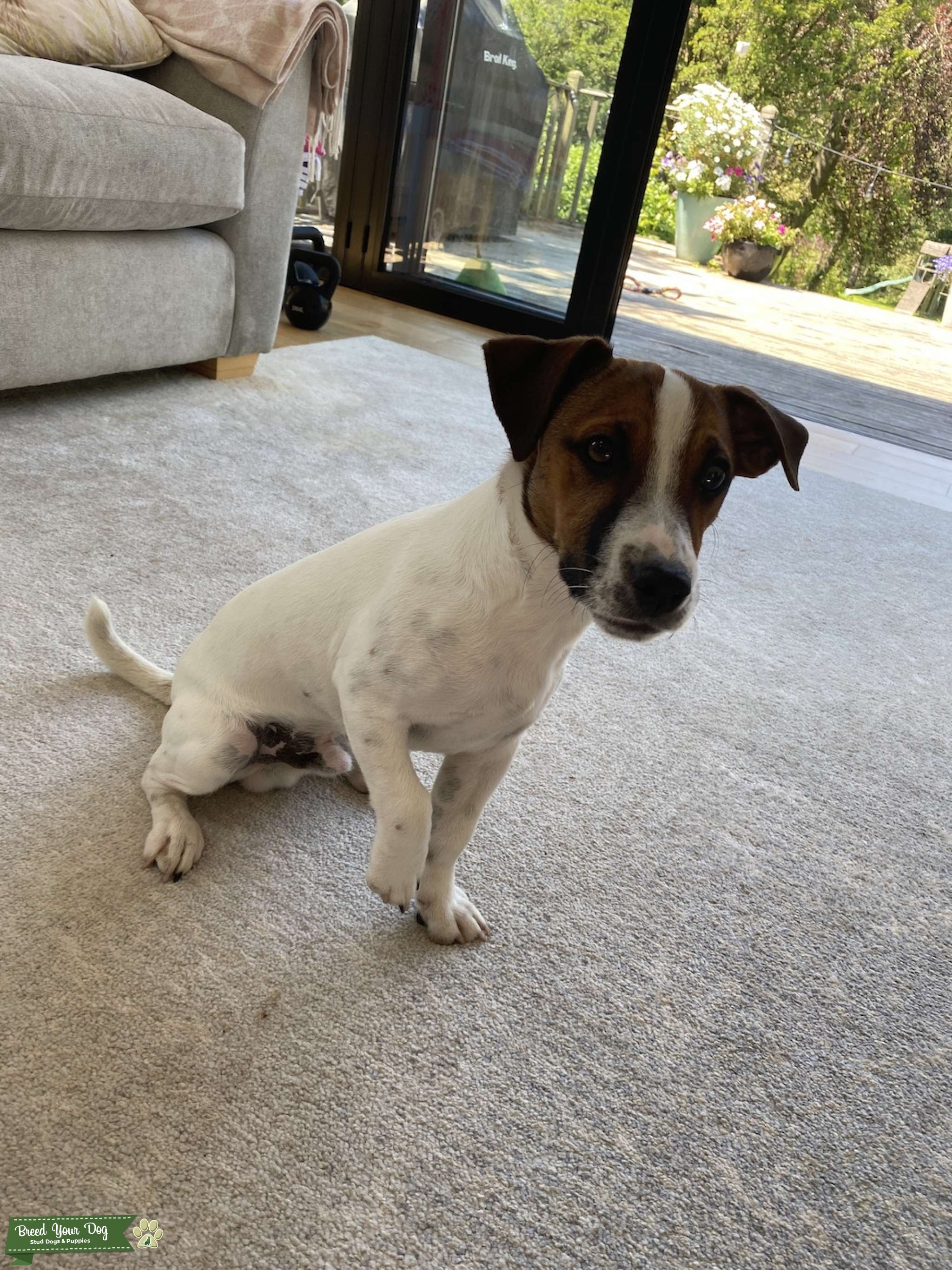 Handsome Proven Jack Russel Terrier for Stud Dog Stud Dog Derbyshire