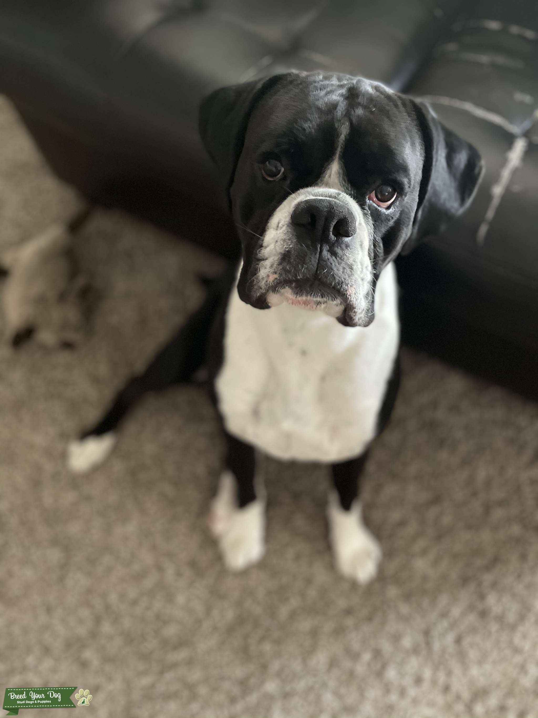 What Is A Sealed Boxer