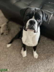 Sealed Brindle Boxer Listing Image