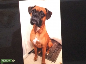 Male Boxer stud looking for purebred boxer female Listing Image