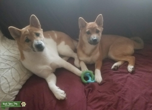 Red spotted white Shiba Inu Listing Image
