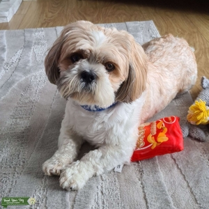 Beautiful Shih tzu  Listing Image