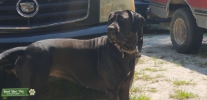 Italian Daniff looking for love Listing Image