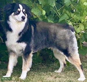 Tri Color Australian Shepherd Listing Image
