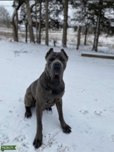 Blue Brindle Stud Listing Image
