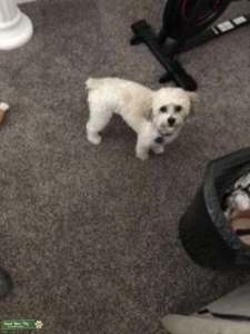 Spunky Morkie Stud Listing Image