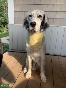 Llewellin Setter Stud Listing Image