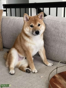 Shiba Inu (Mame) STUD Listing Image