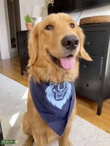 Young golden looking for love Listing Image