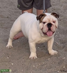 English Bulldog  Listing Image
