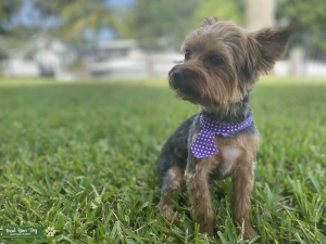 Yorkie Stud Listing Image
