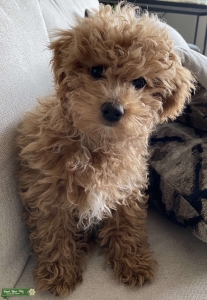 Apricot Toy Bichpoo male with white markings Listing Image