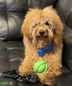 Bailey is a stud Listing Image