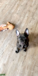Exotic Blue French Bulldog Listing Image