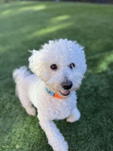 Bichon Frise Stud For Hire Listing Image