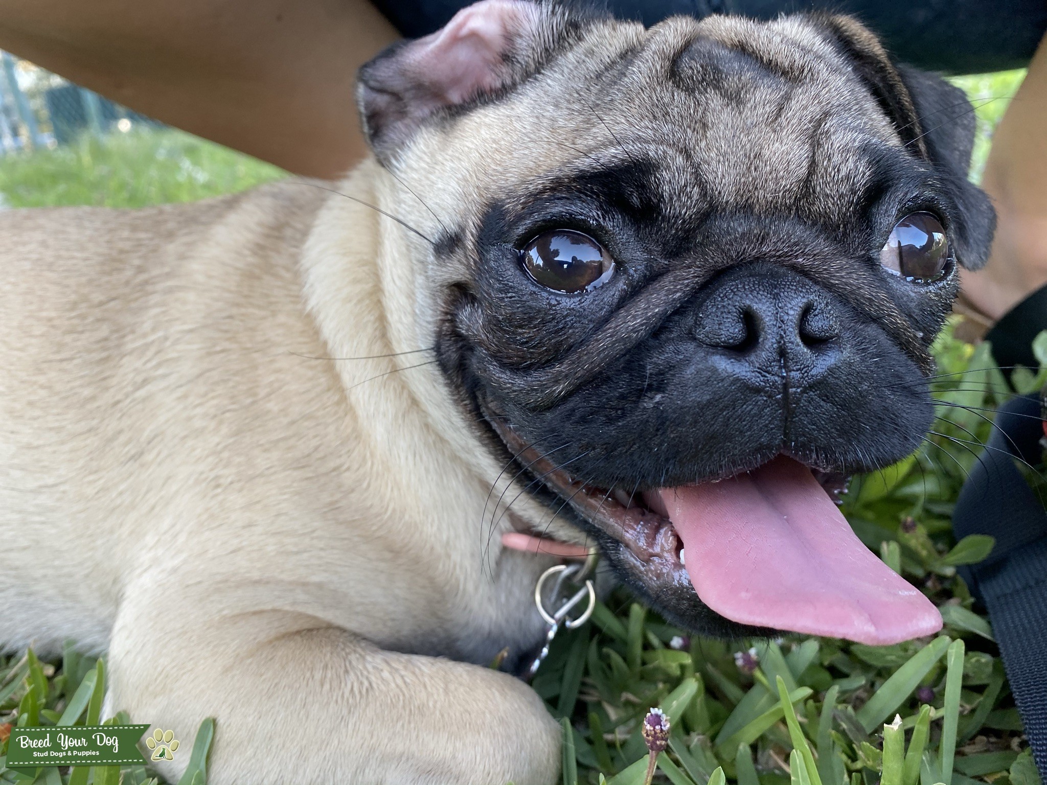 Pure Fawn Pug AKC Stud Dog Saint Petersburg, Florida Breed Your Dog