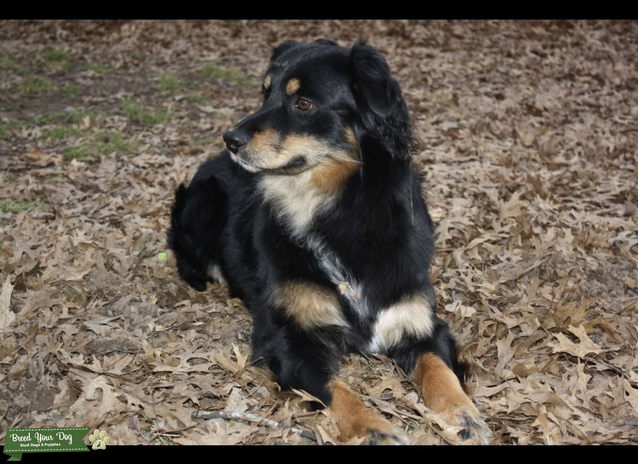 Standard Australian Shepherd Looking for Stud! Stud Dog Oklahoma