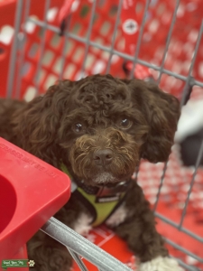 Chocolate Shi-Poo Looking for a Female Dog to Mate With Listing Image