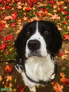 AKC English Springer Spaniel Listing Image