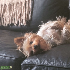 Beautiful yorkie girl ❤️ Listing Image