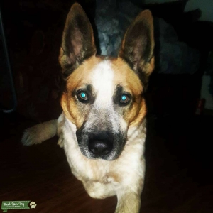 Cattle dog Listing Image
