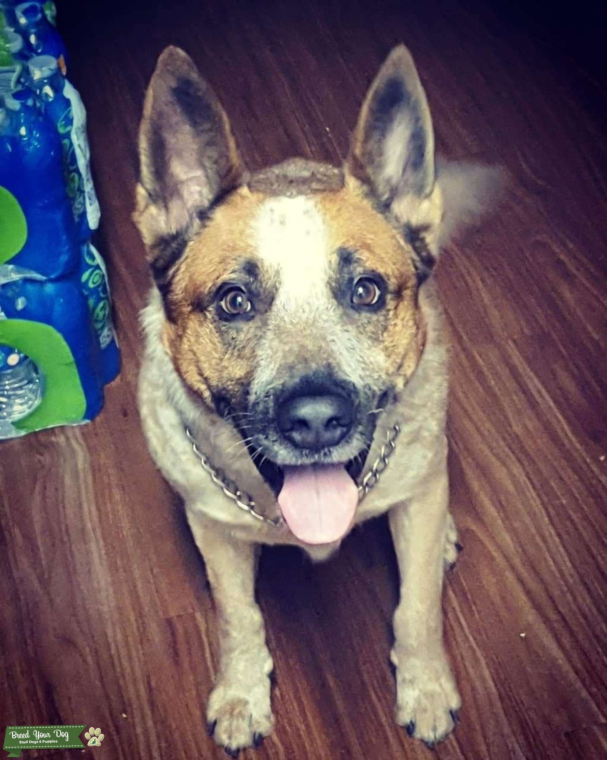 Cattle dog Stud Dog in Orange County, United States Breed Your Dog