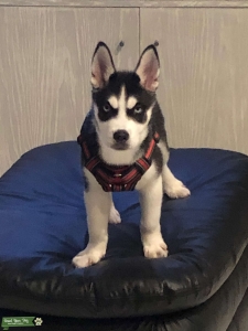 Miniature Siberian Husky Listing Image
