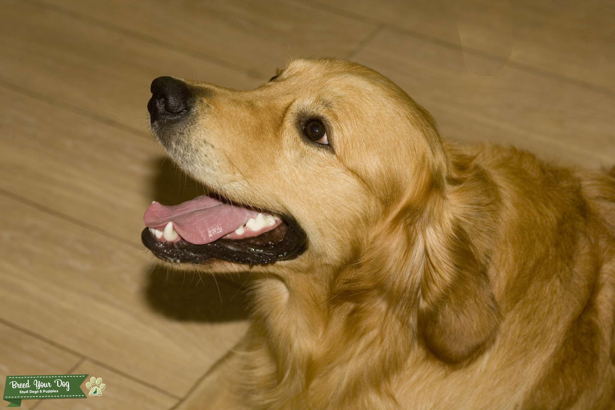 Proven Health Tested KC Reg Golden Retriever Stud Dog Stud