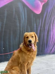 Golden Retriever ready to stud Listing Image