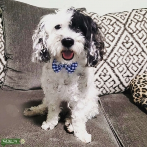 Yorkie poo Stud Service Yorkshire Terrier & miniature poodle Listing Image