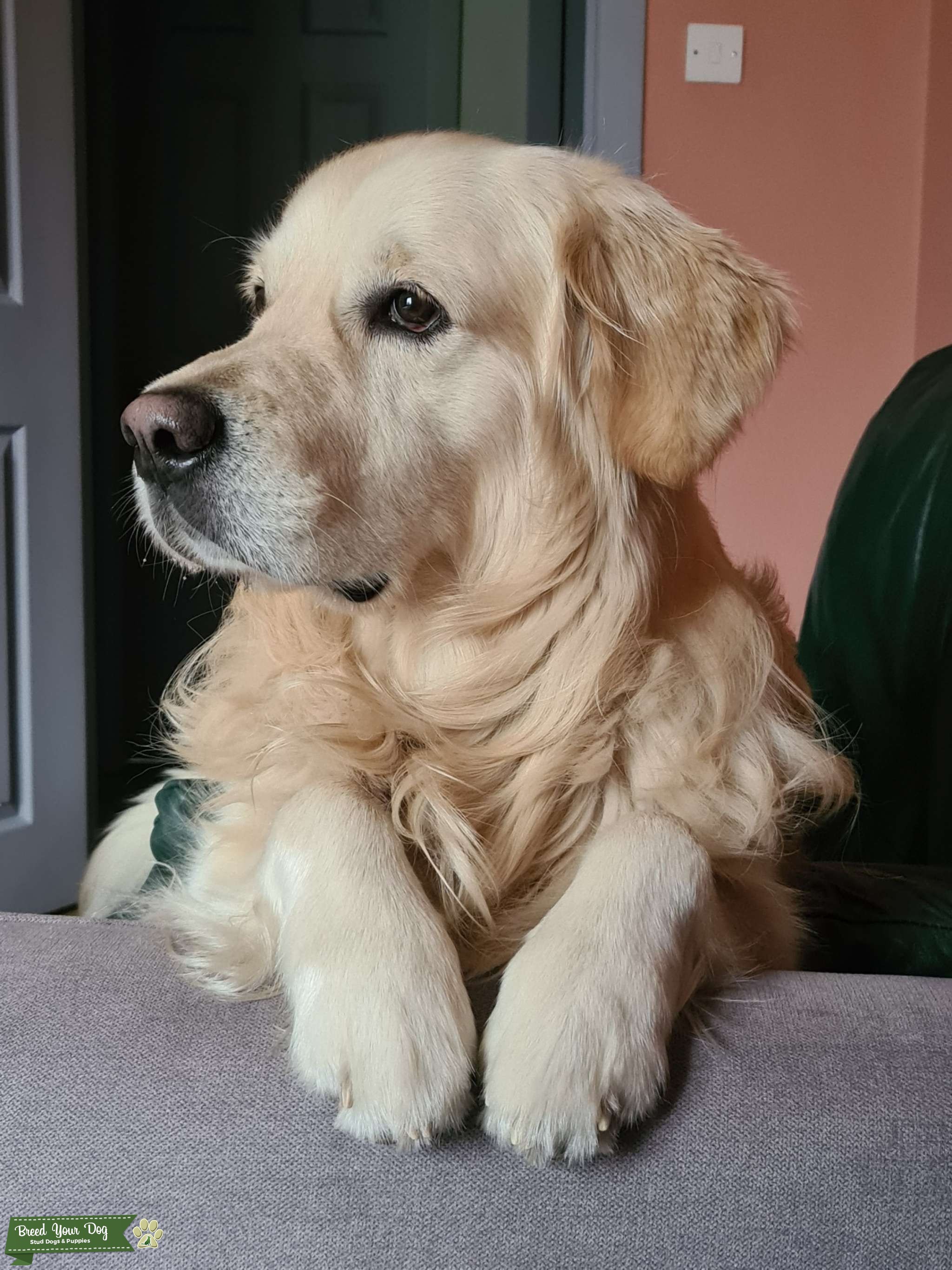 Lovely golden retriever boy Stud Dog Fife Breed Your Dog