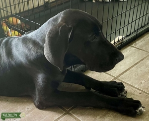 Great dane  Listing Image