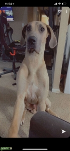 18 month handsome Great Dane  Listing Image
