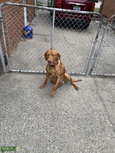 Labrador retriever Listing Image