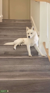Pomsky stud Listing Image