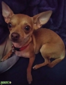 Little Fawn  Listing Image