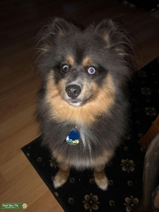 Handsome Pomsky for stud Listing Image