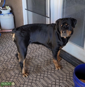 Arizona Female Rottie Hottie looking for a Studmuffin  Listing Image