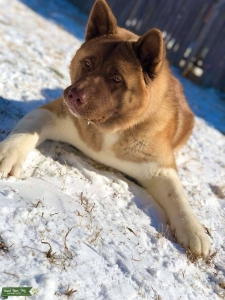 Chocolate American Akita Seeking Male Services  Listing Image